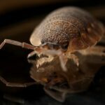 How Do Bed Bugs Get on You? Exploring the Different Ways Bed Bugs Infest Your Home