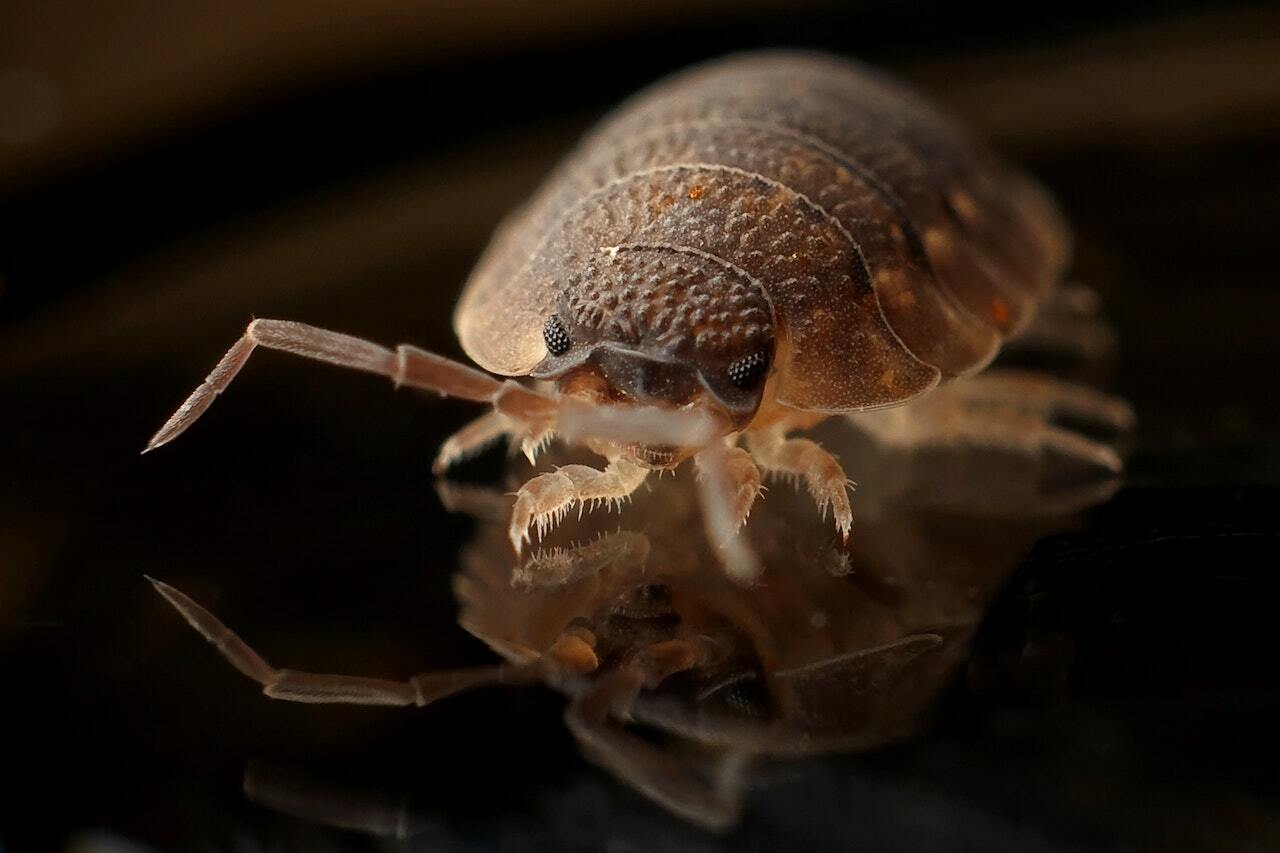 How Do Bed Bugs Get on You? Exploring the Different Ways Bed Bugs Infest Your Home